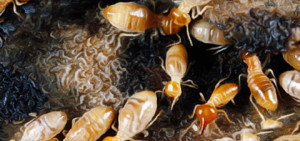 Mornington termite control