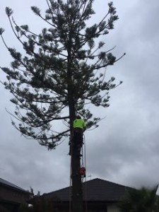 tree removal