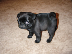 carpet and upholstery cleaning Melbourne