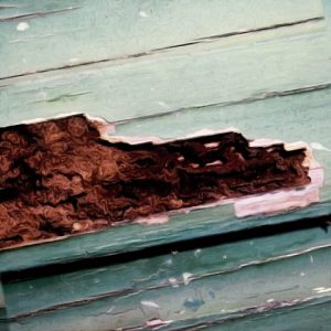 termite control Frankston